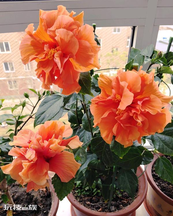 什么花好养一年四季都开花(养护管理很简单的好养花卉)-图片14