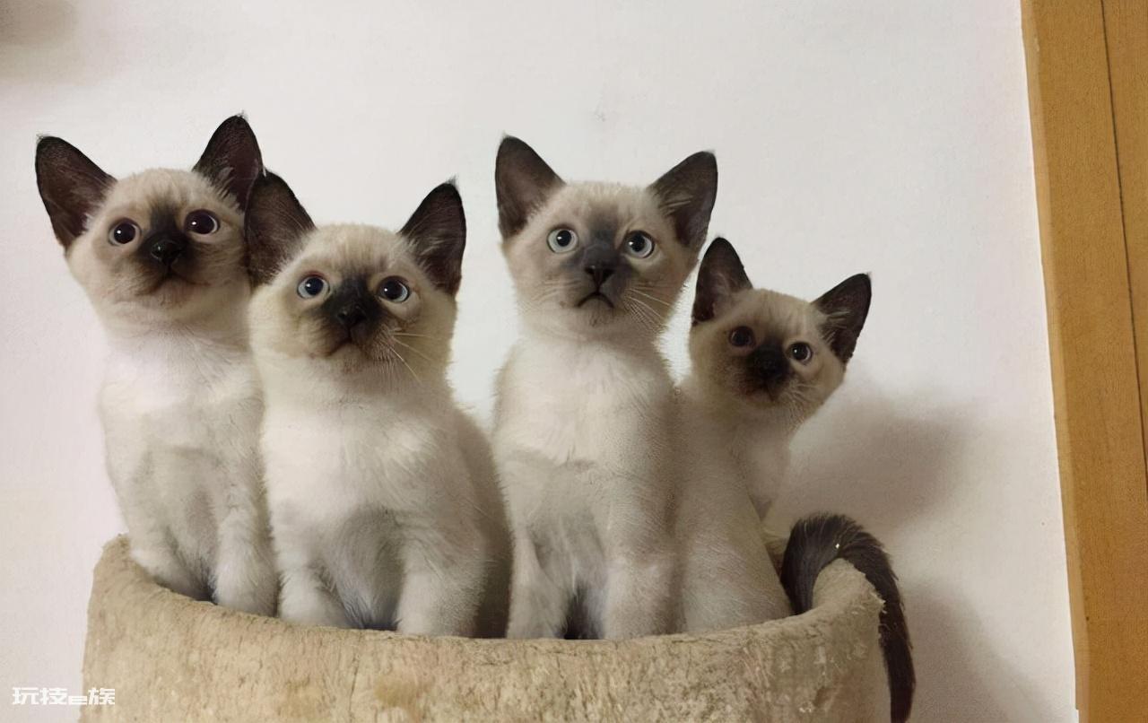 十大最受欢迎的宠物猫(目前比较热门受欢迎的10种猫)-图片1