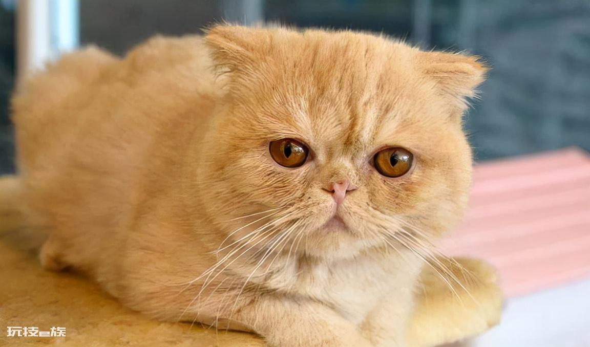 十大最受欢迎的宠物猫(目前比较热门受欢迎的10种猫)-图片2