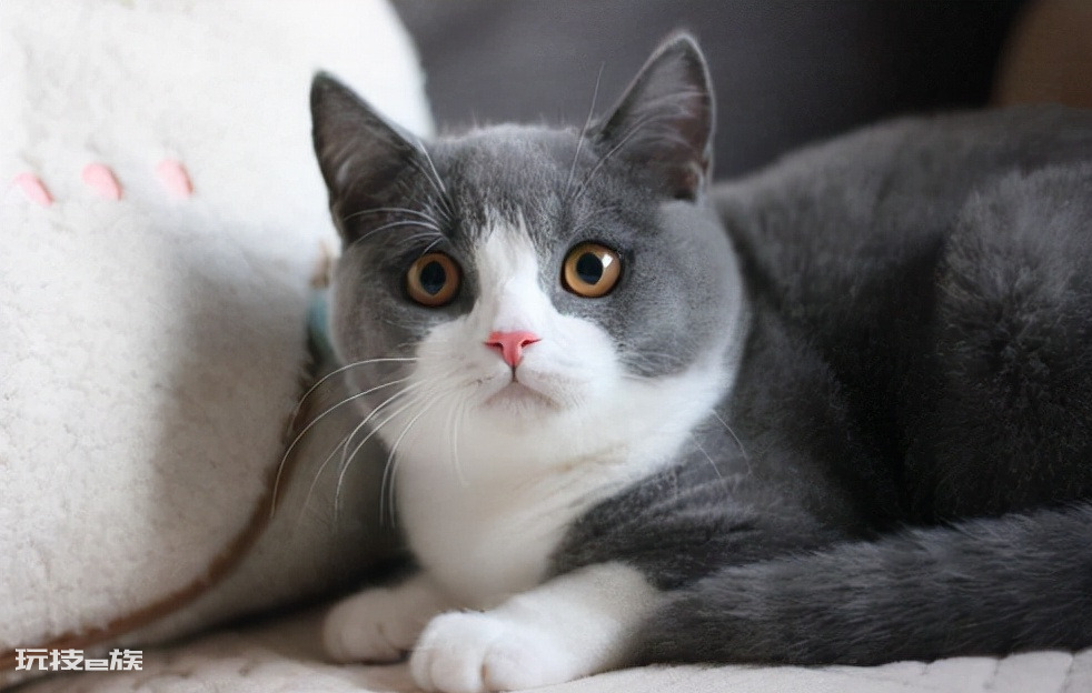 十大最受欢迎的宠物猫(目前比较热门受欢迎的10种猫)-图片3