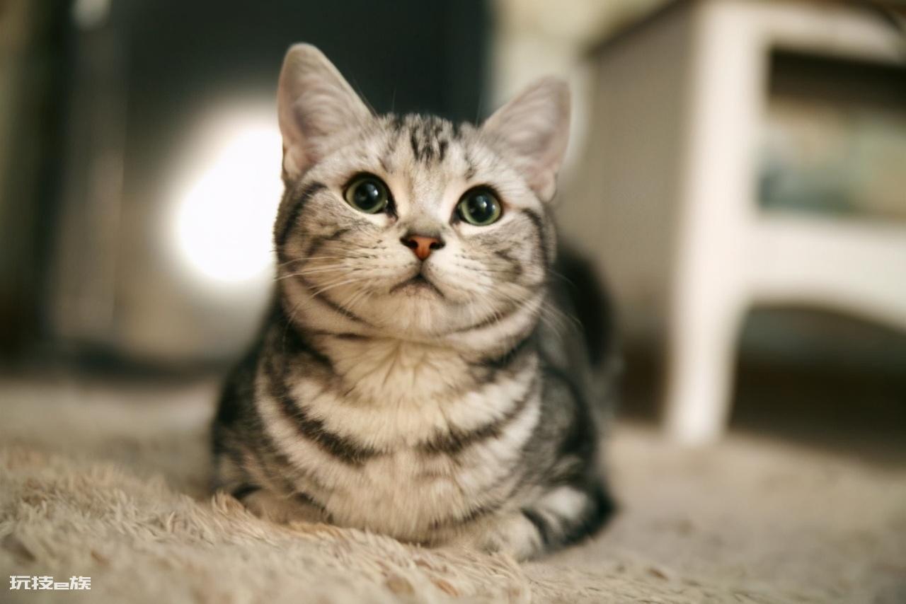 十大最受欢迎的宠物猫(目前比较热门受欢迎的10种猫)-图片4