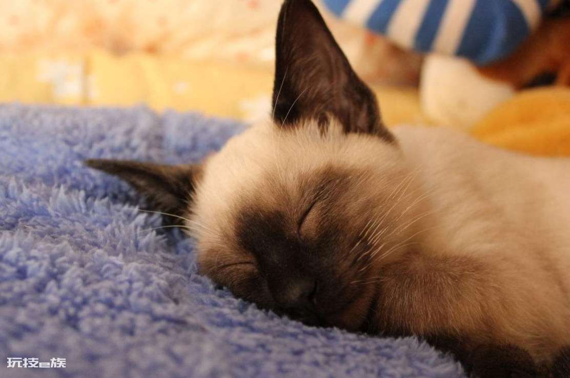 十大最受欢迎的宠物猫(目前比较热门受欢迎的10种猫)-图片5