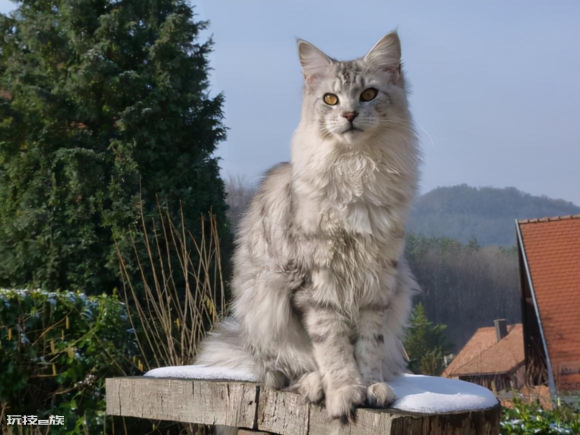 十大最受欢迎的宠物猫(目前比较热门受欢迎的10种猫)-图片6