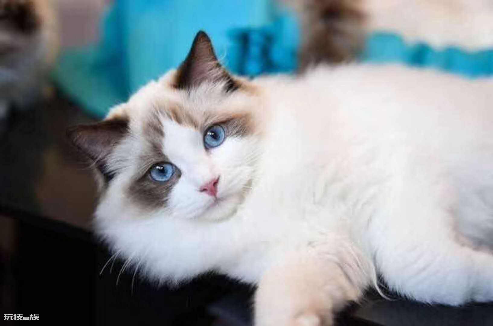 十大最受欢迎的宠物猫(目前比较热门受欢迎的10种猫)-图片7