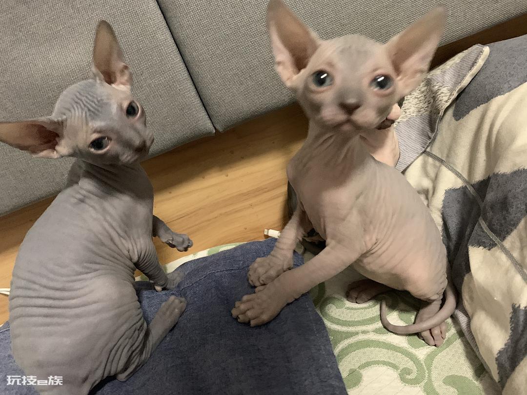十大最受欢迎的宠物猫(目前比较热门受欢迎的10种猫)-图片8
