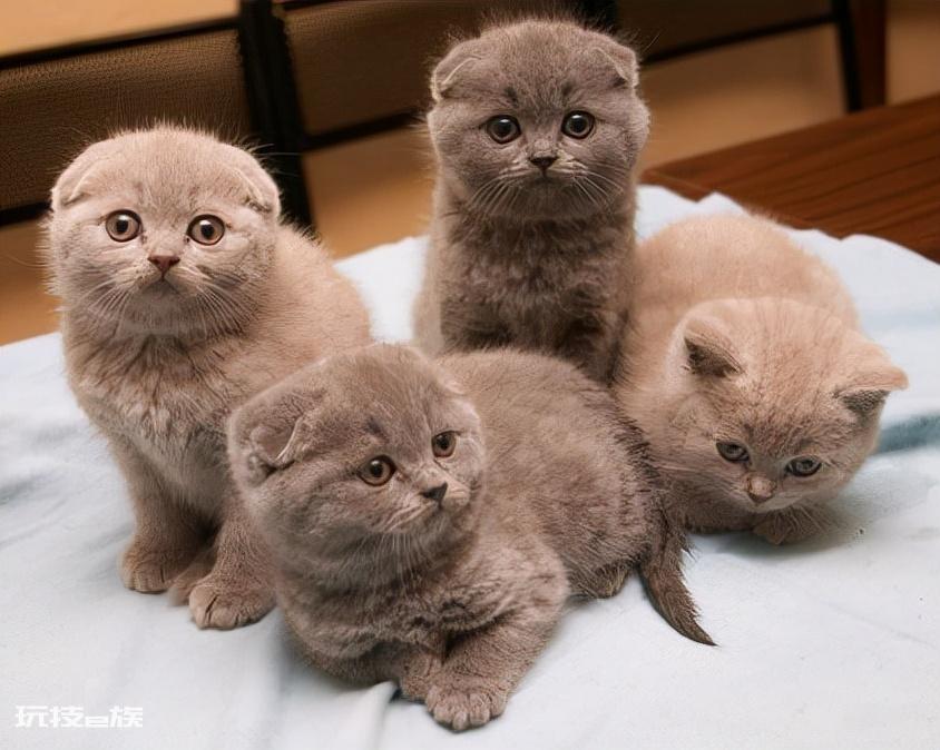 十大最受欢迎的宠物猫(目前比较热门受欢迎的10种猫)-图片9