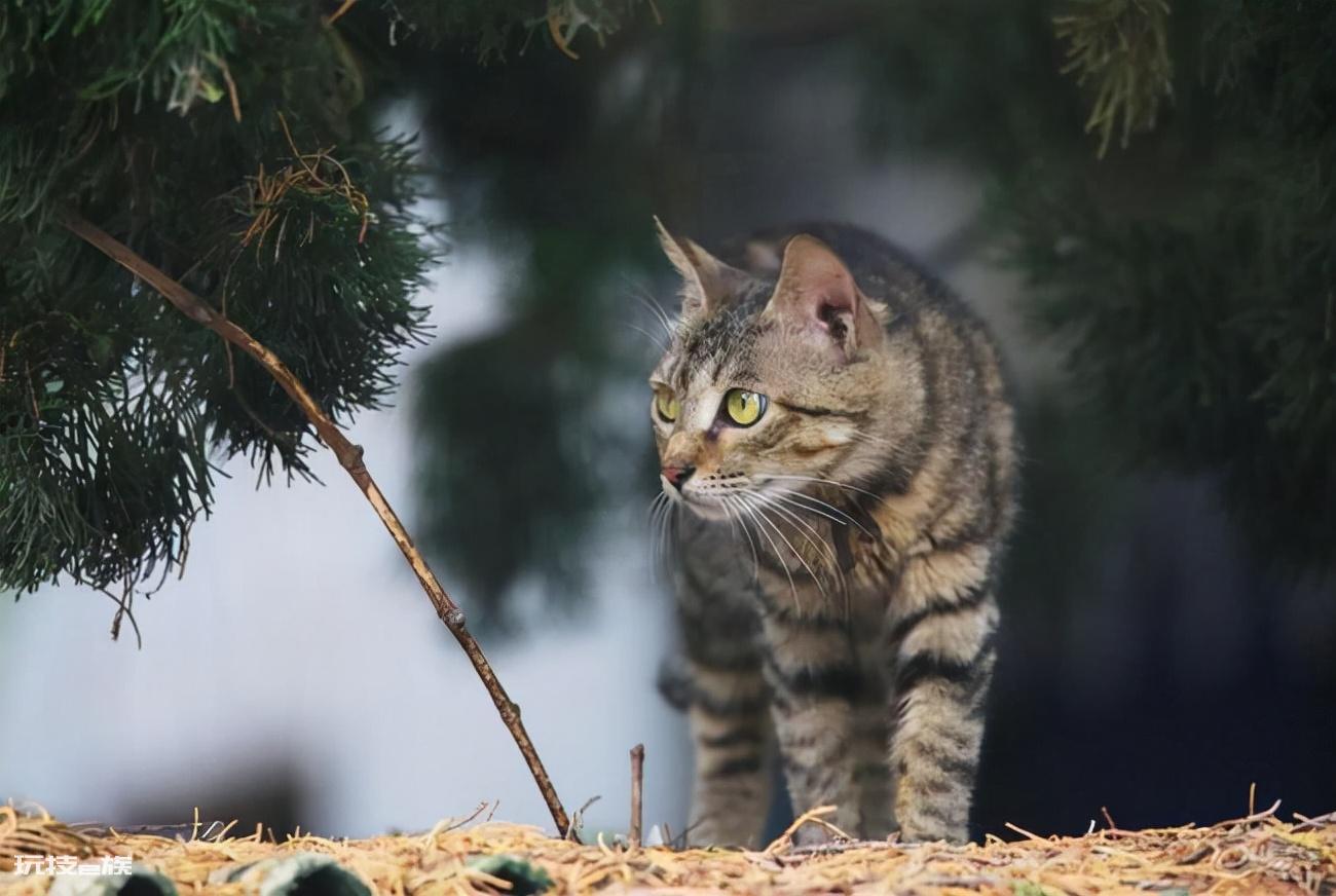 十大最受欢迎的宠物猫(目前比较热门受欢迎的10种猫)-图片11