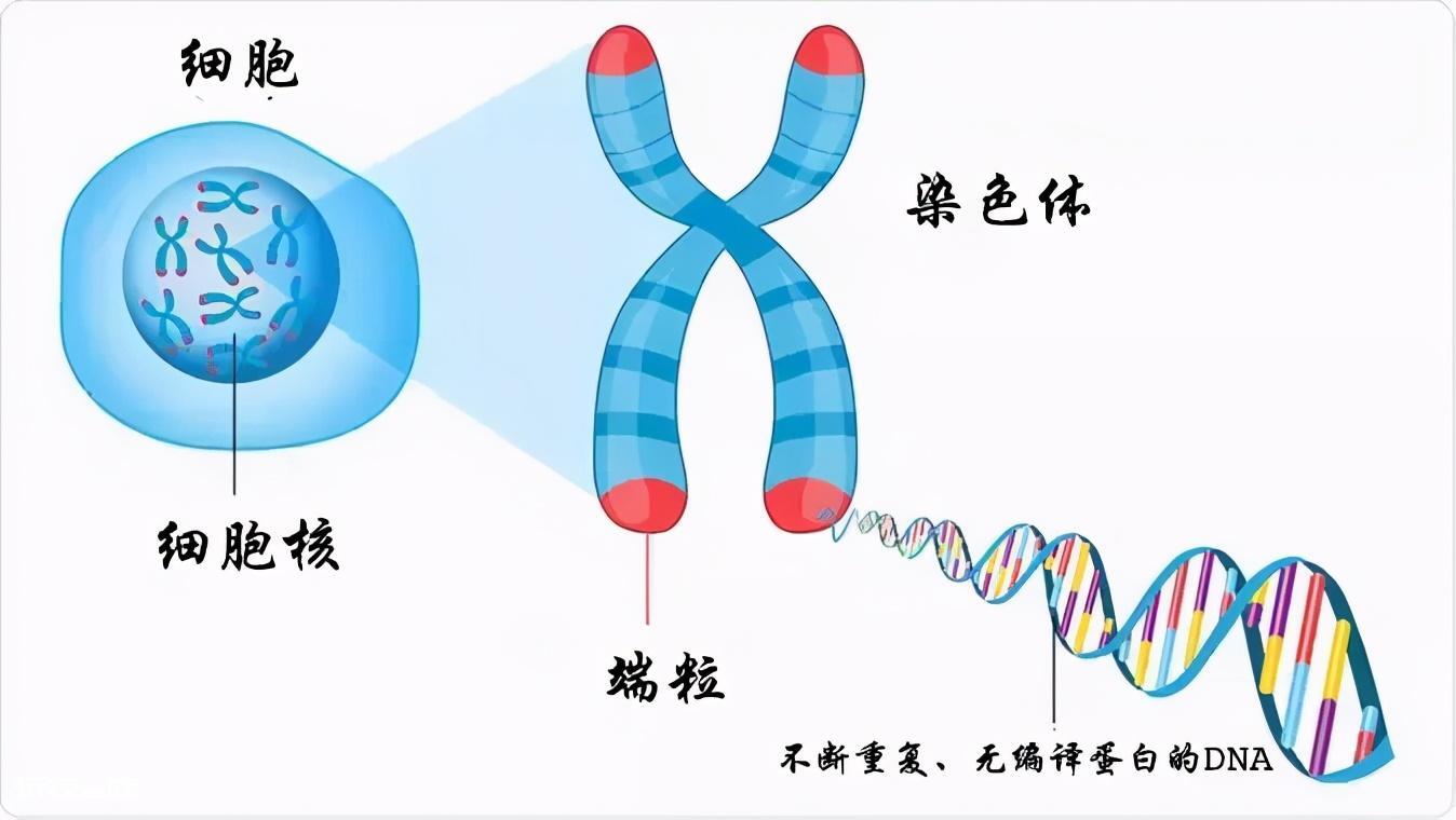 世界吉尼斯长寿146岁(人类的极限寿命是活多少岁)-图片3