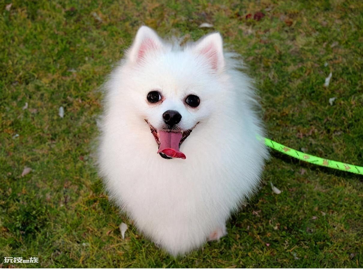 博美犬几个动作说明他爱你(博美犬超级喜欢主人的7个表现)-图片1