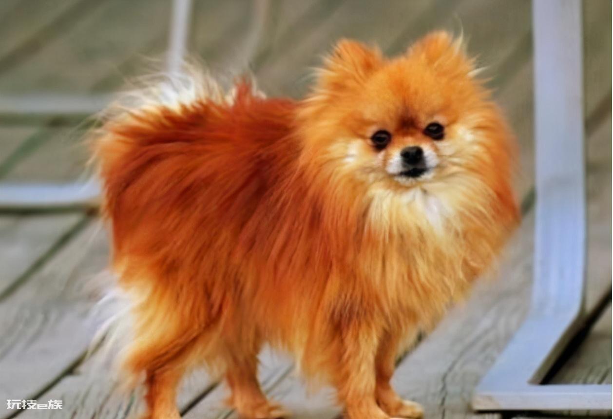 博美犬几个动作说明他爱你(博美犬超级喜欢主人的7个表现)-图片2