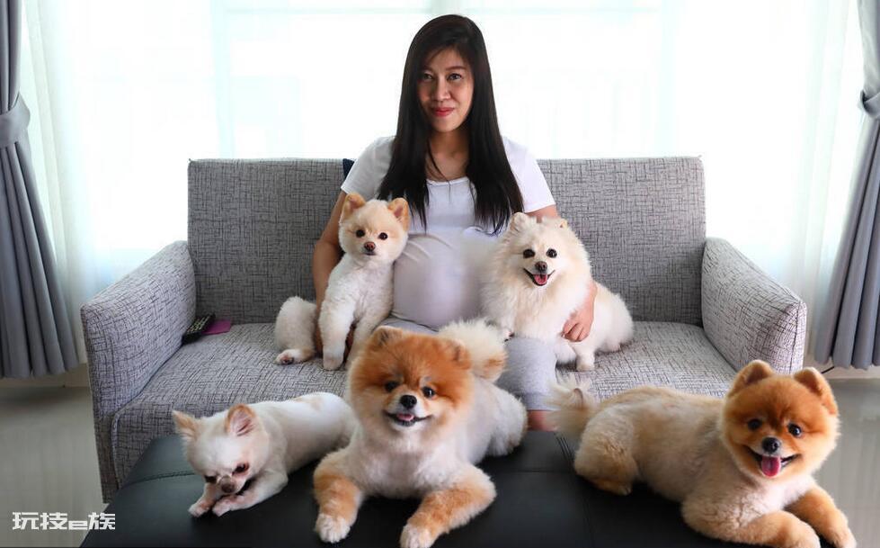 博美犬几个动作说明他爱你(博美犬超级喜欢主人的7个表现)-图片3