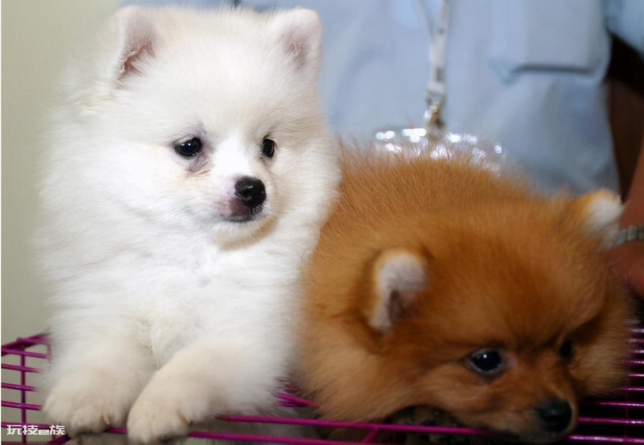 博美犬几个动作说明他爱你(博美犬超级喜欢主人的7个表现)-图片4