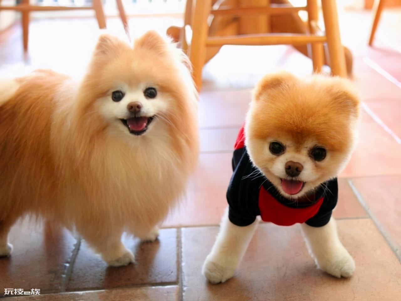 博美犬几个动作说明他爱你(博美犬超级喜欢主人的7个表现)-图片6