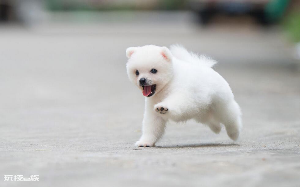 博美犬几个动作说明他爱你(博美犬超级喜欢主人的7个表现)-图片7