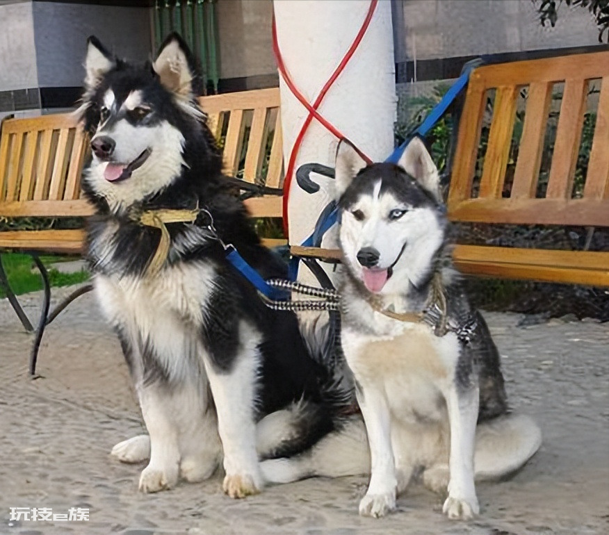 跟哈士奇很像的狗叫什么(阿拉斯加犬和哈士奇的区别)-图片1