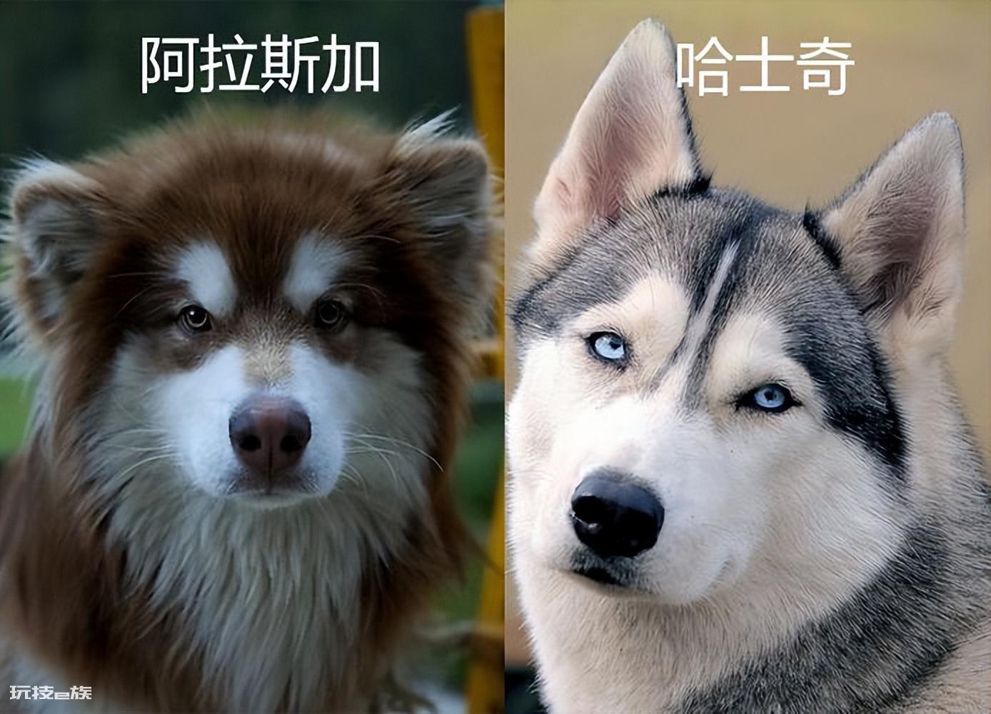 跟哈士奇很像的狗叫什么(阿拉斯加犬和哈士奇的区别)-图片3