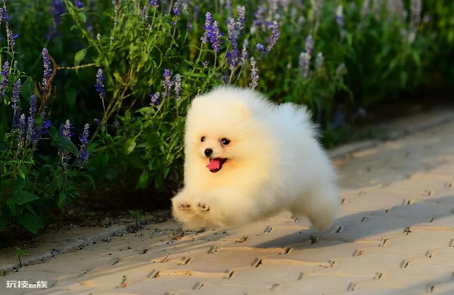 博美犬常见的撒娇方式(博美的这些举动是在向你撒娇)-图片1