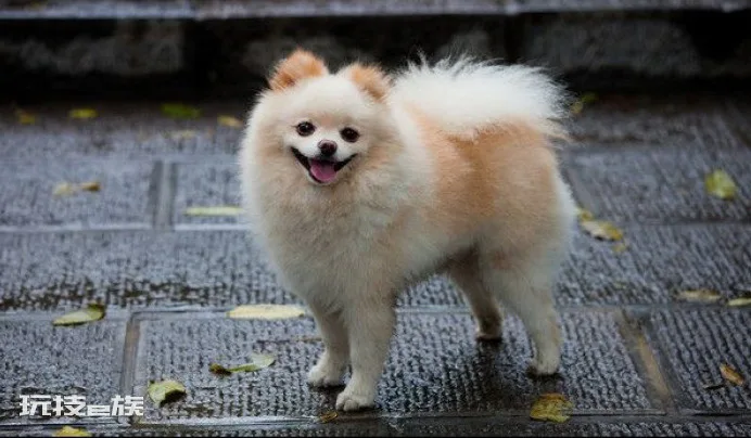 博美犬常见的撒娇方式(博美的这些举动是在向你撒娇)-图片2