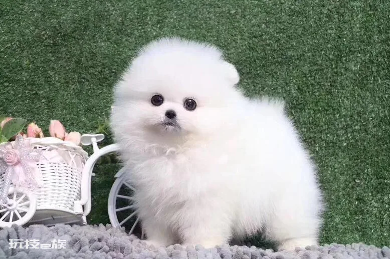 博美犬常见的撒娇方式(博美的这些举动是在向你撒娇)-图片3