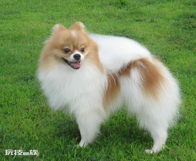 博美犬常见的撒娇方式(博美的这些举动是在向你撒娇)-图片5