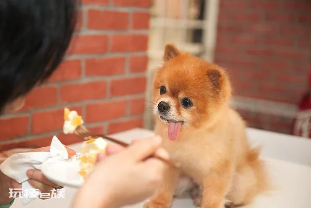 博美犬常见的撒娇方式(博美的这些举动是在向你撒娇)-图片6