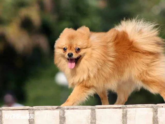 博美犬常见的撒娇方式(博美的这些举动是在向你撒娇)-图片7