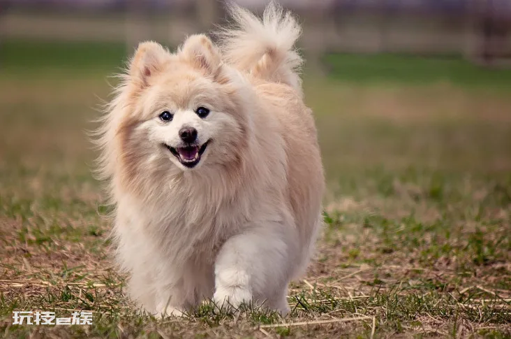 博美犬常见的撒娇方式(博美的这些举动是在向你撒娇)-图片8