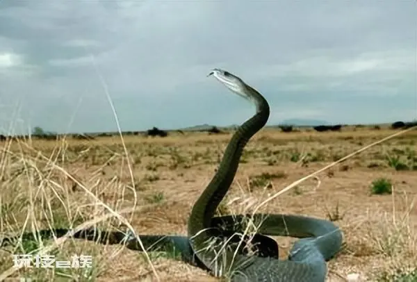 世界上三大恐怖水域(全球最危险的三条河流区域)-图片4