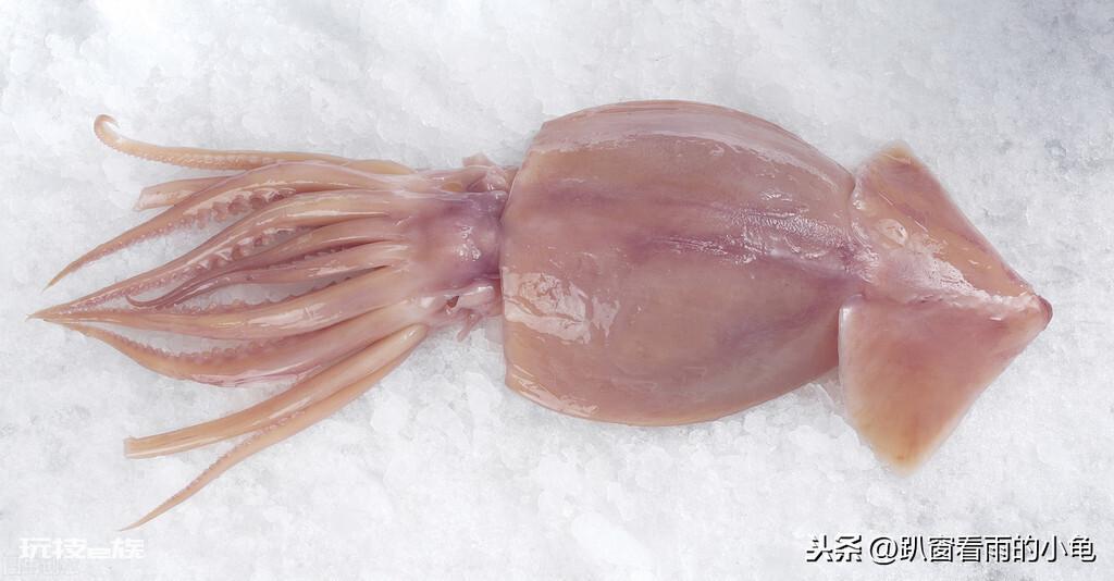乌贼就是章鱼吗（章鱼、乌贼，鱿鱼、有什么不一样）-图片3