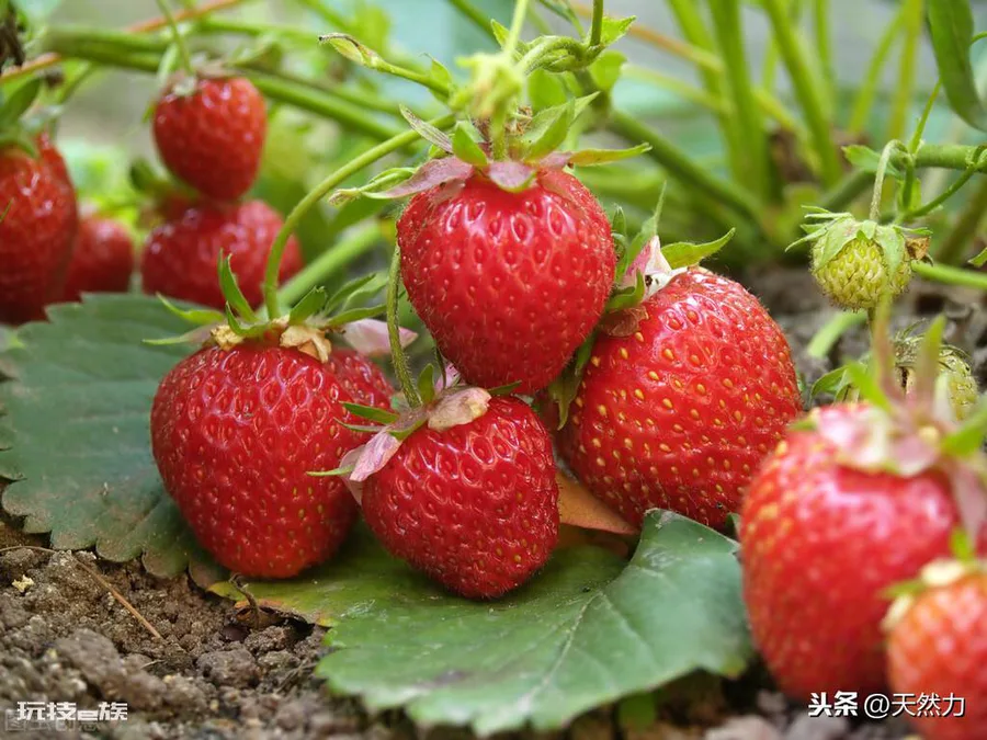 哪种草莓最甜最好吃还容易种植(目前什么草莓品种好)-图片9