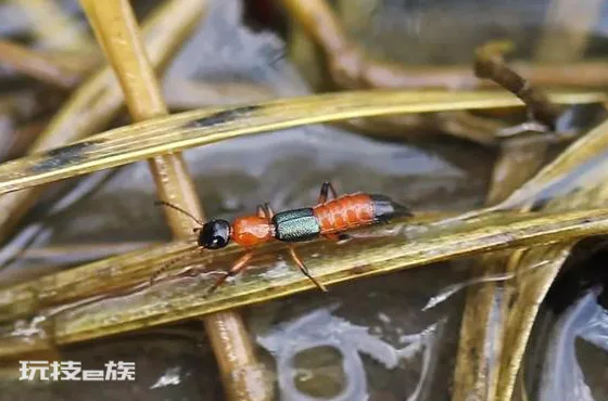 带翅膀的黑蚂蚁是什么(酷似长翅膀的蚂蚁会分泌毒液)-图片3