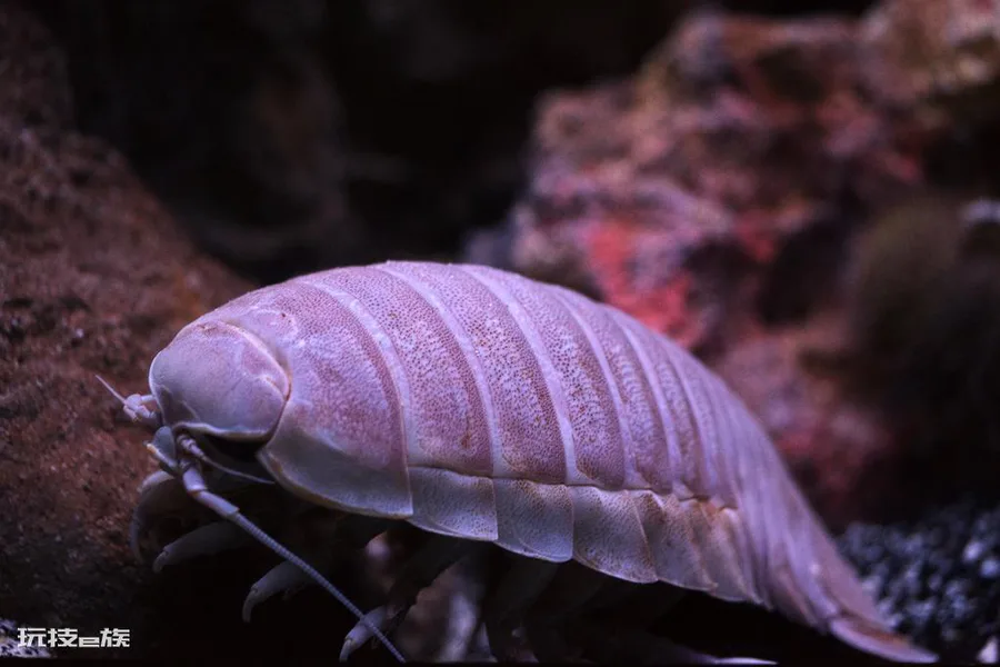 地球十大恐怖生物(地球上长相最恐怖的10种生物)-图片2