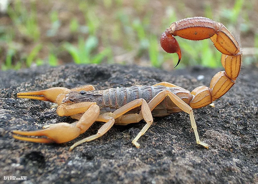 地球十大恐怖生物(地球上长相最恐怖的10种生物)-图片5