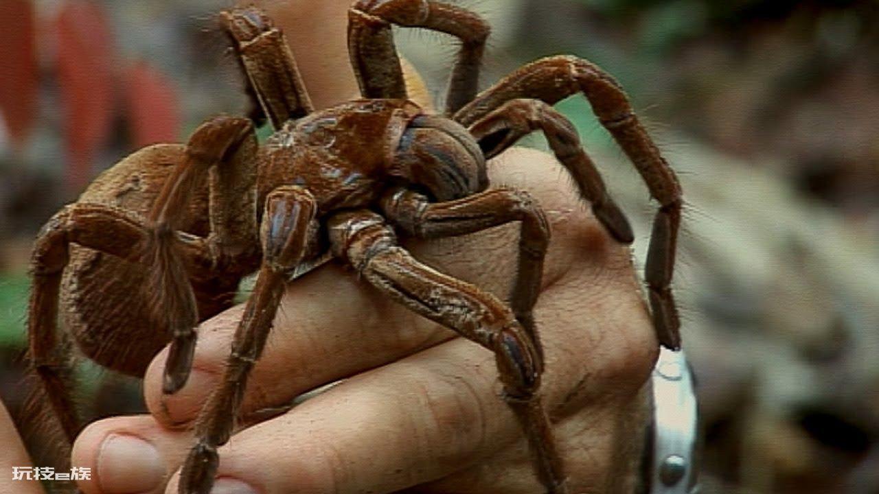 地球十大恐怖生物(地球上长相最恐怖的10种生物)-图片6