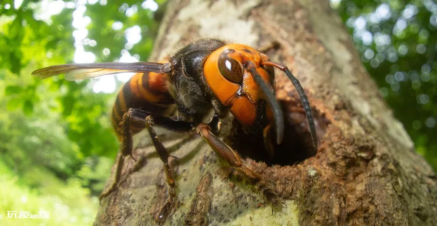 地球十大恐怖生物(地球上长相最恐怖的10种生物)-图片7