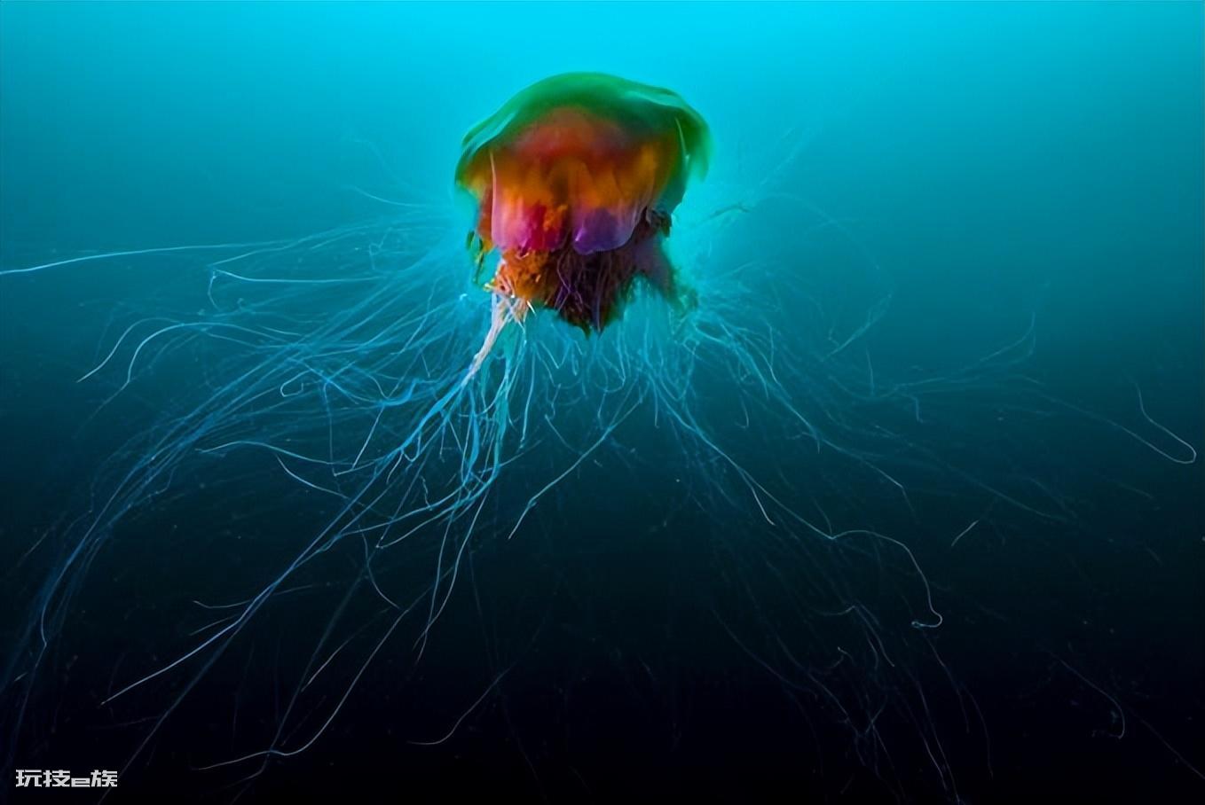 地球十大恐怖生物(地球上长相最恐怖的10种生物)-图片9