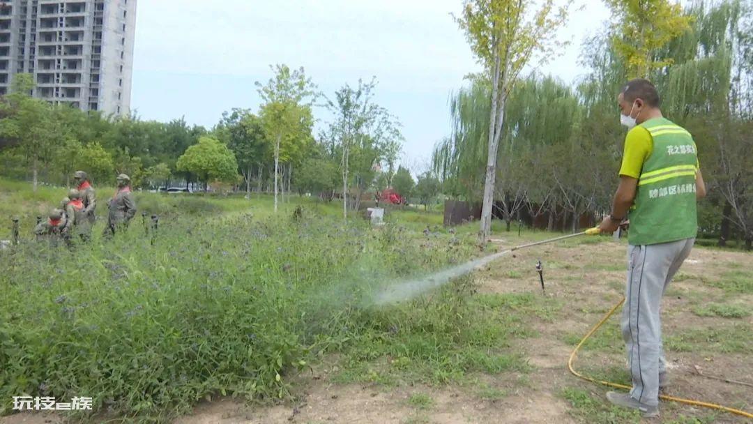 小白虫像灰尘是什么虫(空气中的小白虫像灰尘是什么虫)-图片5