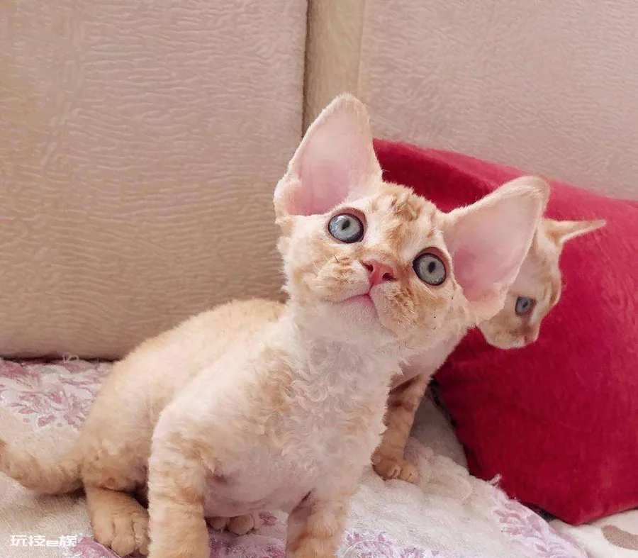 德文卷毛猫多少钱一只(德文卷毛猫的价格受什么影响)-图片1