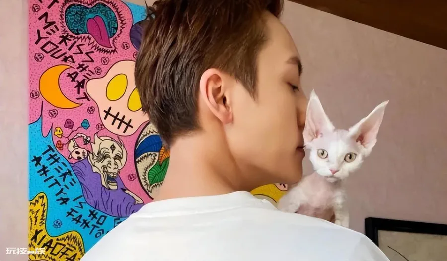 德文卷毛猫多少钱一只(德文卷毛猫的价格受什么影响)-图片2