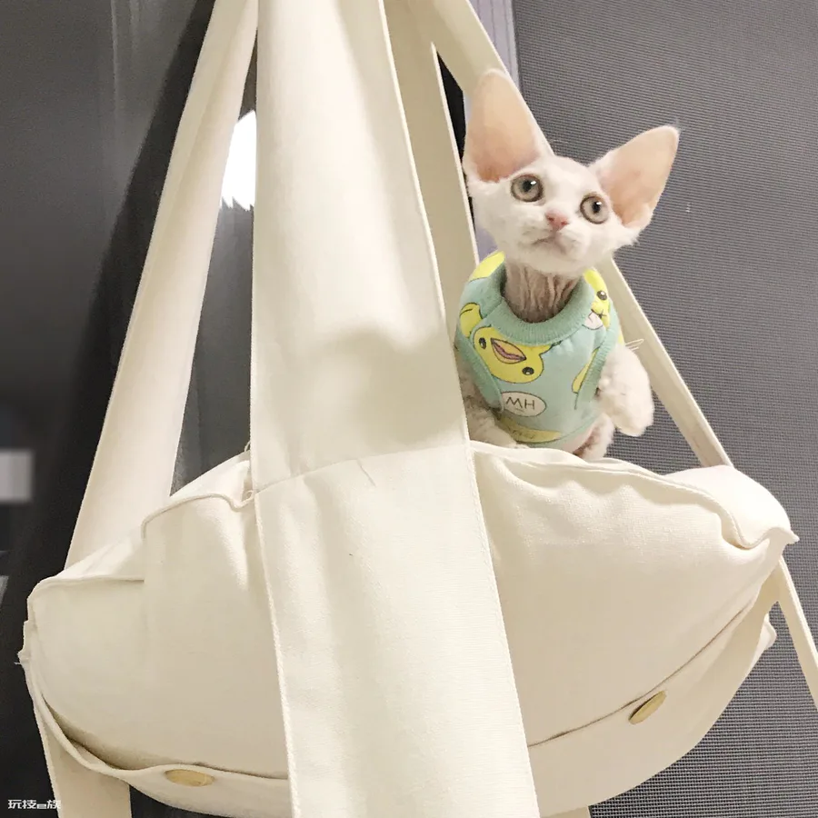 德文卷毛猫多少钱一只(德文卷毛猫的价格受什么影响)-图片3