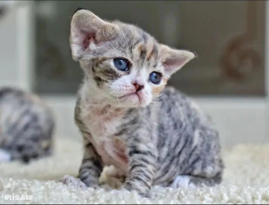 德文卷毛猫多少钱一只(德文卷毛猫的价格受什么影响)-图片4