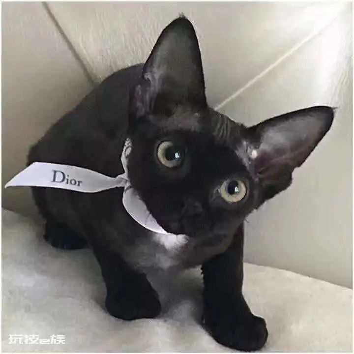 德文卷毛猫多少钱一只(德文卷毛猫的价格受什么影响)-图片5