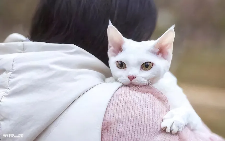 德文卷毛猫多少钱一只(德文卷毛猫的价格受什么影响)-图片6