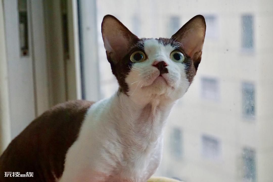 德文卷毛猫多少钱一只(德文卷毛猫的价格受什么影响)-图片7
