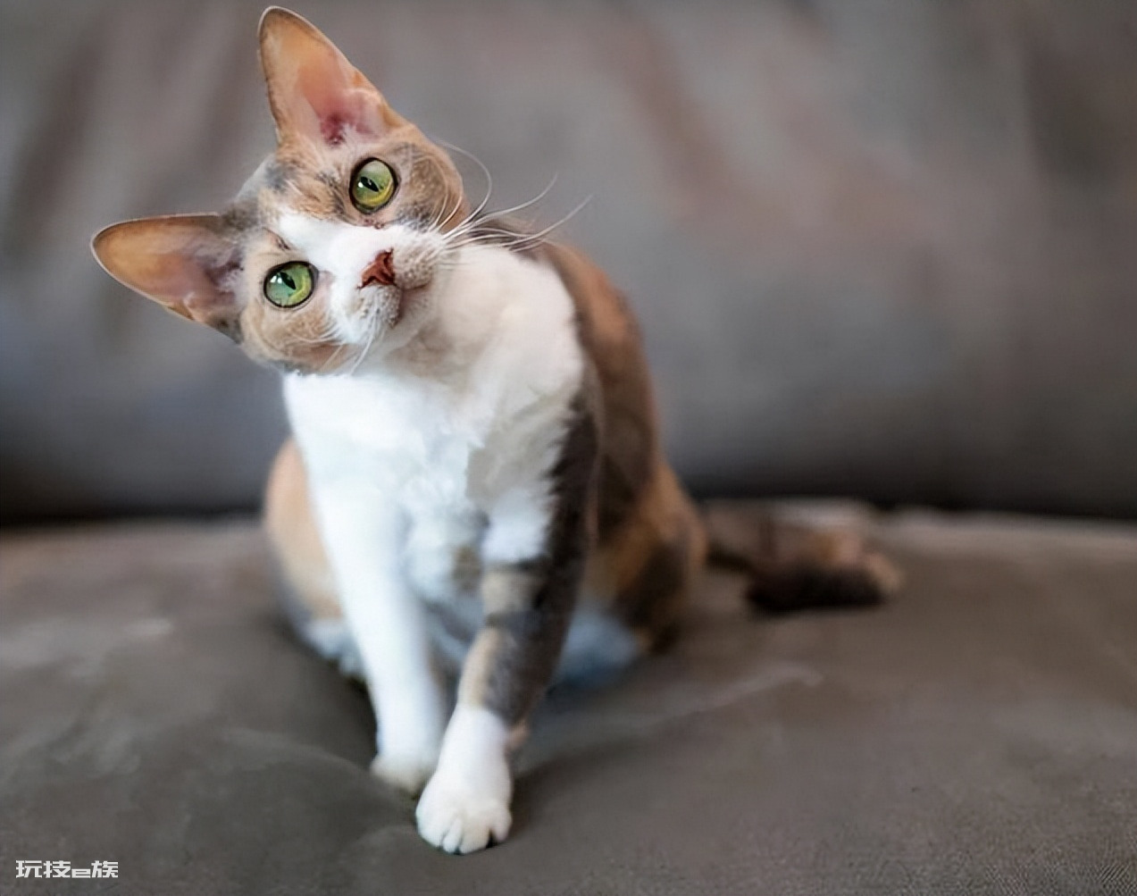 德文卷毛猫多少钱一只(德文卷毛猫的价格受什么影响)-图片8