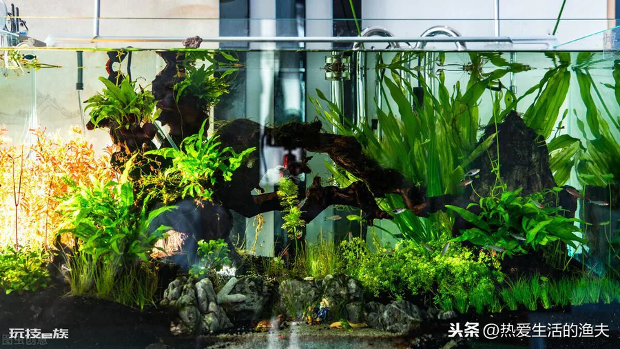 鱼缸水很清但有腥味怎么处理好(水清澈但是恶臭解决方案)-图片1