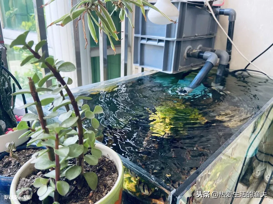 鱼缸水很清但有腥味怎么处理好(水清澈但是恶臭解决方案)-图片3