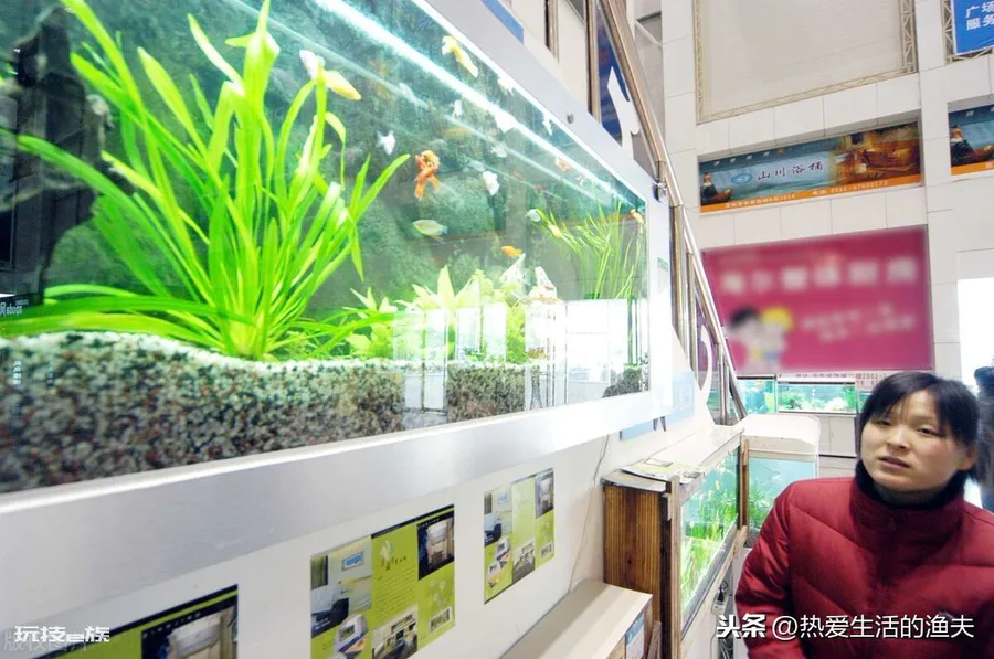 鱼缸水很清但有腥味怎么处理好(水清澈但是恶臭解决方案)-图片4