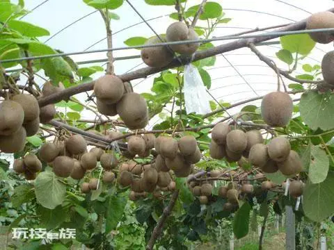 哪种地形适合种猕猴桃(猕猴桃适应强分布区南北跨度大)-图片1