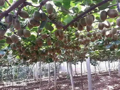 哪种地形适合种猕猴桃(猕猴桃适应强分布区南北跨度大)-图片3
